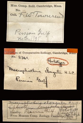Media type: image; Invertebrate Zoology OPH-2361   Aspect: labels